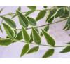 Хойя  белла або прекрасна варієгатна (Hoya lanceolata ssp. bella cv. Albomarginata)